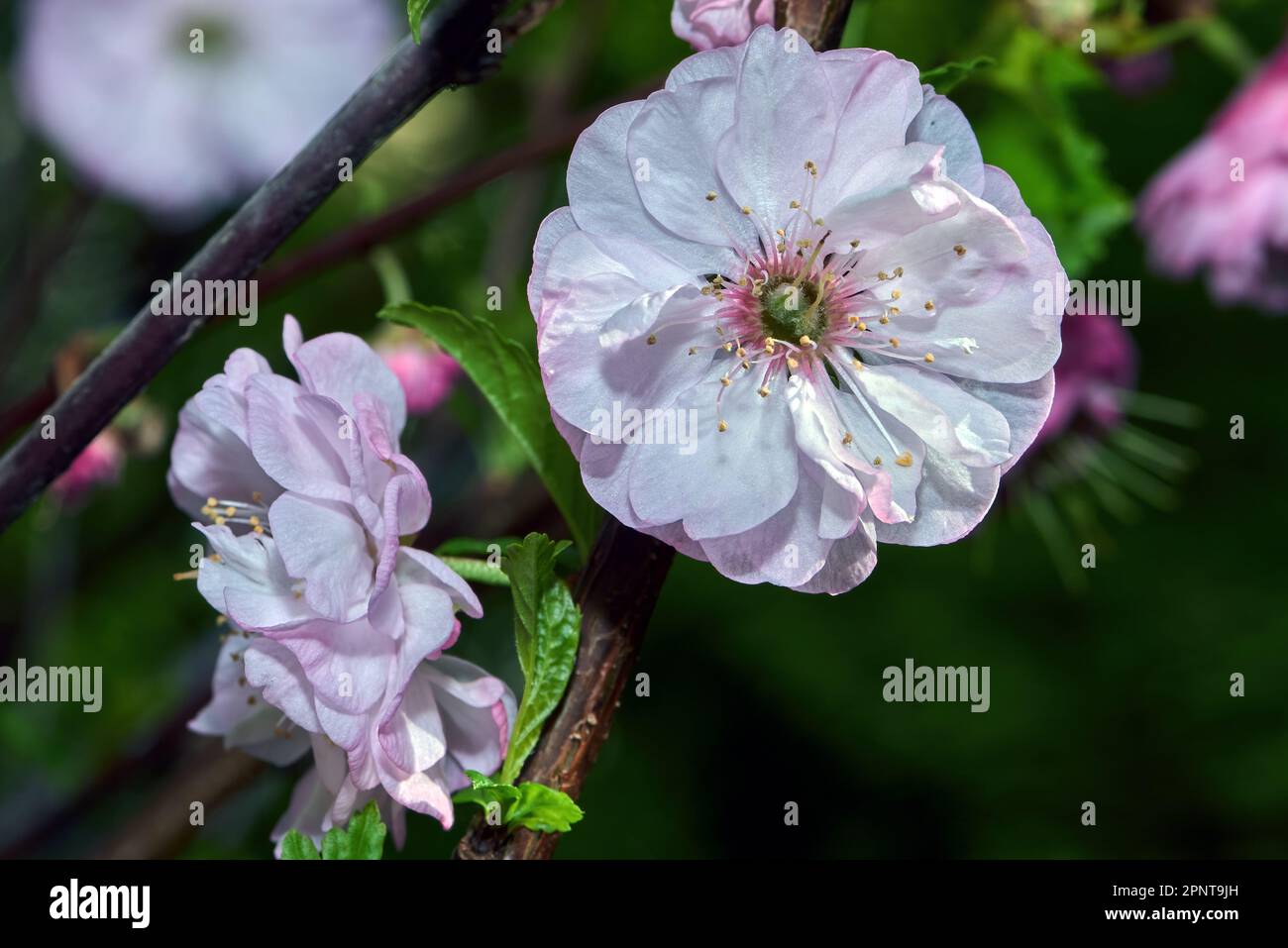 Japanese flowering Cherry Banque D'Images