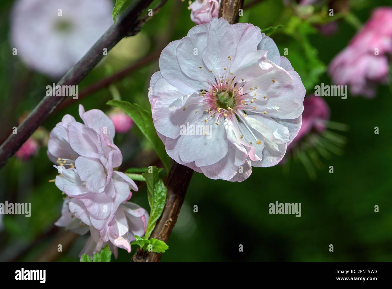 Japanese flowering Cherry Banque D'Images