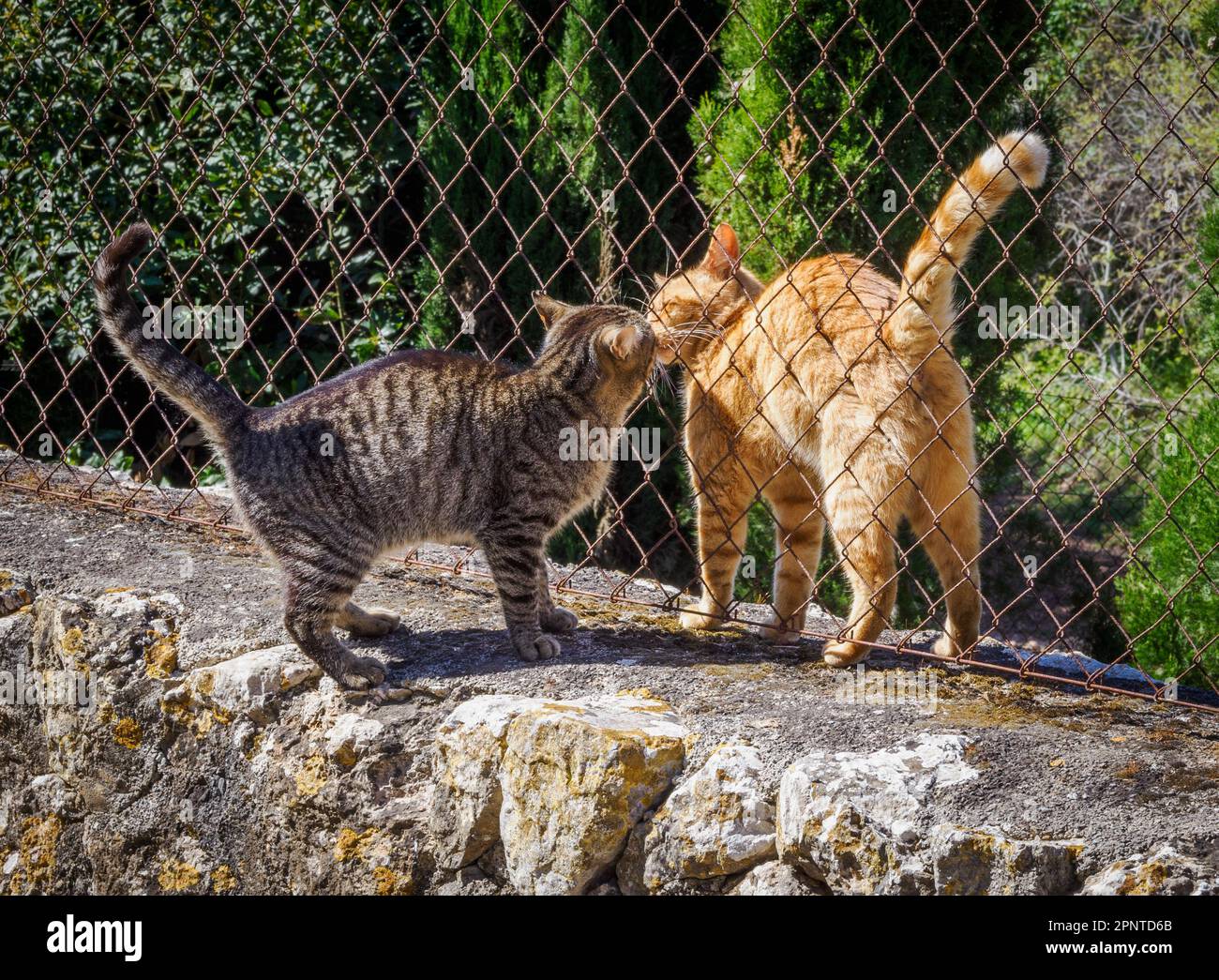 Les chats se saluent avec un baiser à travers une clôture en chaînette sur un mur à Majorque Espagne Banque D'Images