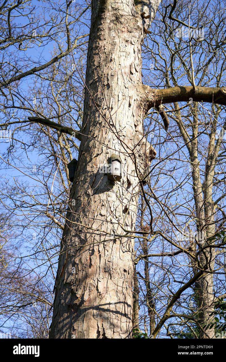 Petite boîte de chauve-souris placée haut dans un arbre dans le cadre d'un projet de conservation Banque D'Images