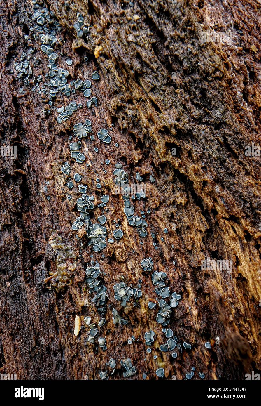 Tasses bleu-gris de Mollisia cinerea le champignon Common Grey Disco sur bois pourri dans un bois Somerset UK Banque D'Images