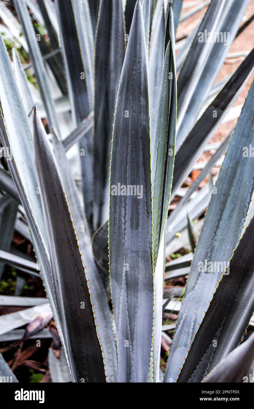 L'Agave (Agave americana) est une plante résistante à la sécheresse avec des feuilles succulentes Banque D'Images