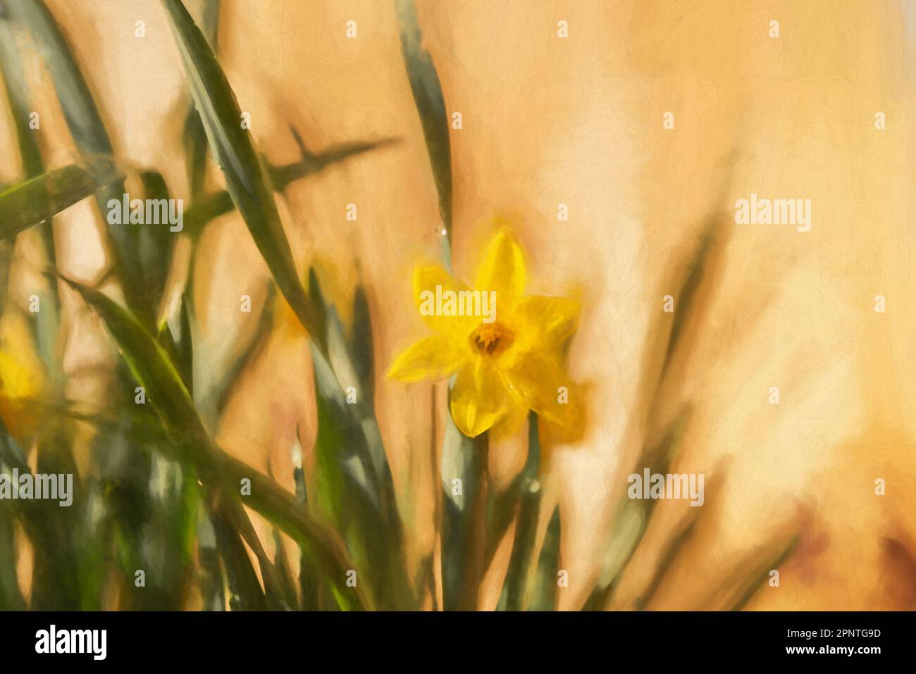 Peinture numérique d'une belle jonquille jaune dans un environnement naturel. Banque D'Images Peinture numérique d'une belle jonquille jaune dans un environnement naturel. Banque D'Images