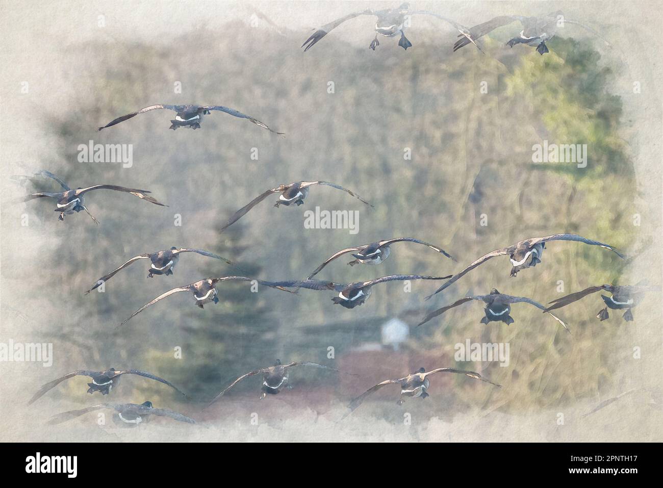 Un tableau aquarelle numérique du troupeau d'Oies du Canada en vol et arrivant sur un lac. Banque D'Images