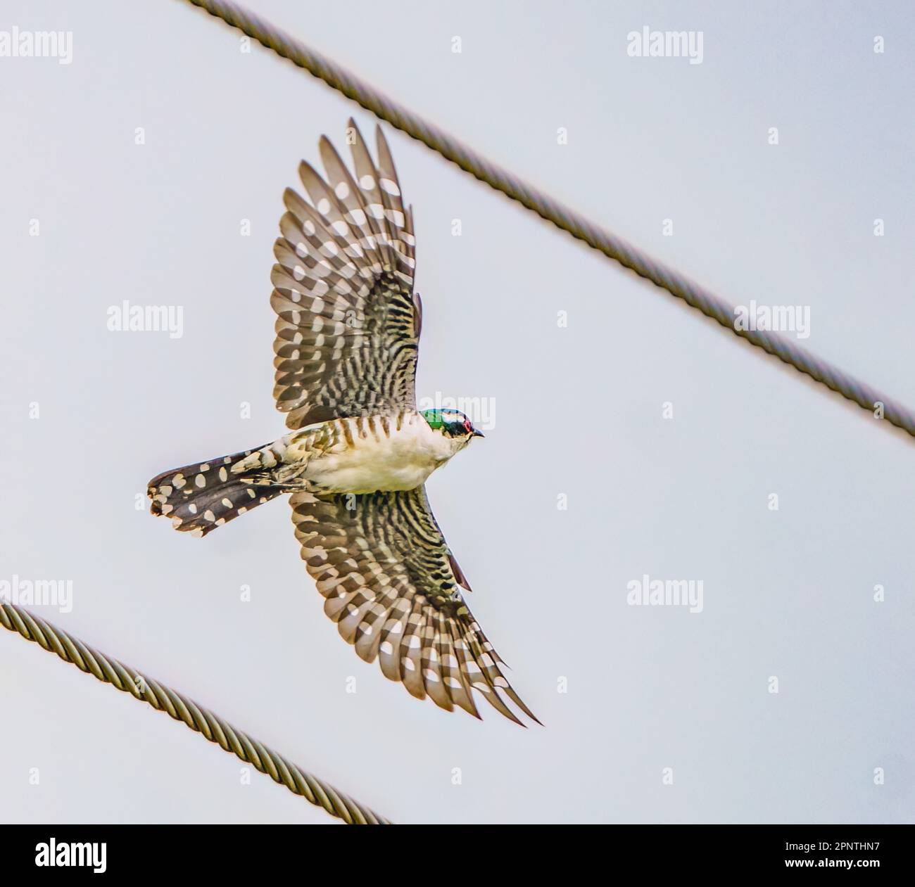 Diederik Cuckoo mâle Banque D'Images