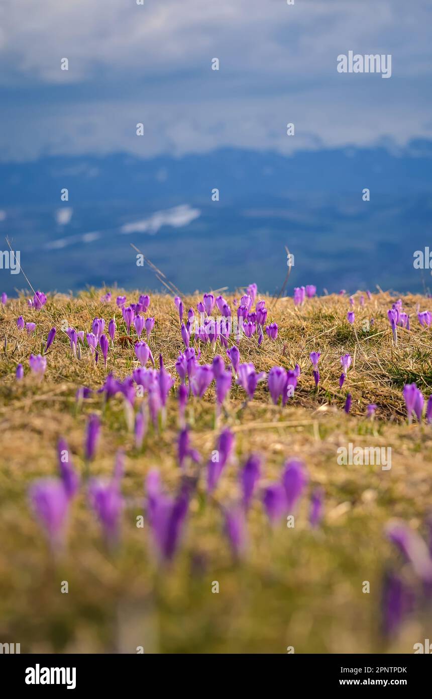 Belles fleurs violettes dans le paysage de montagne de printemps. Crocus mignon sur une glade montagne sur le pic de Turbacz dans les montagnes polonaises. Photo avec un doit Banque D'Images