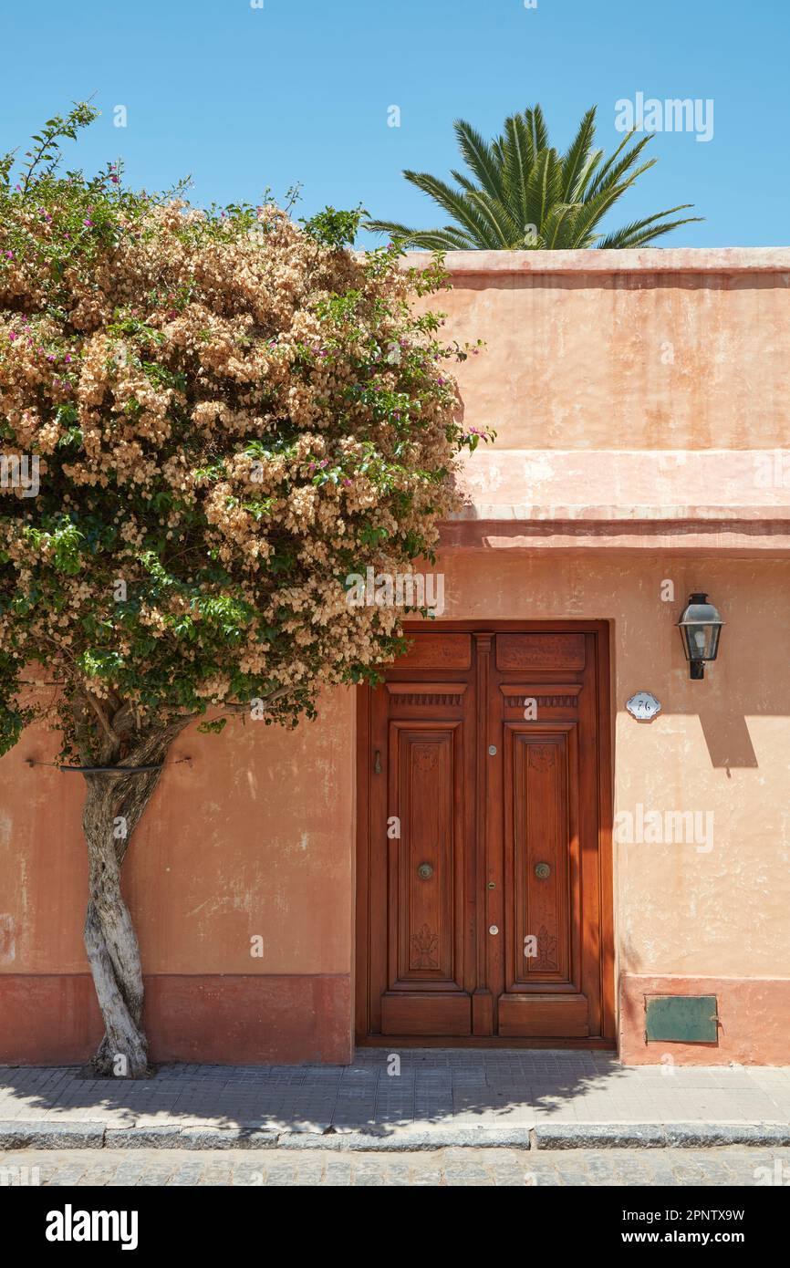 Un arbre de Bougainvillea en face d'une maison d'architecture coloniale de Colonia del Sacramento, Uruguay. Banque D'Images