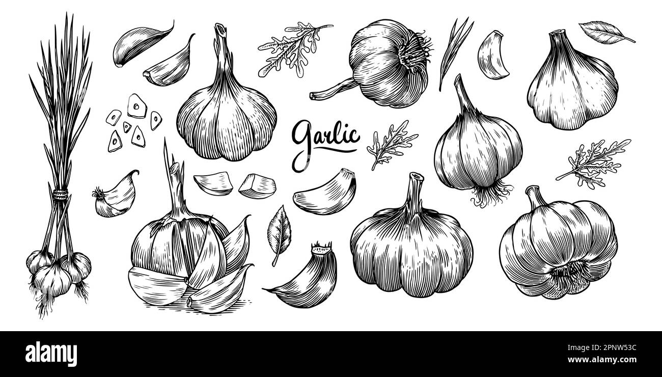 Ensemble ail de style vintage. Légumes gravés. Nourriture tirée à la main. Illustration vectorielle pour le marché agricole, le menu, l'étiquette. Produit biologique. Illustration de Vecteur