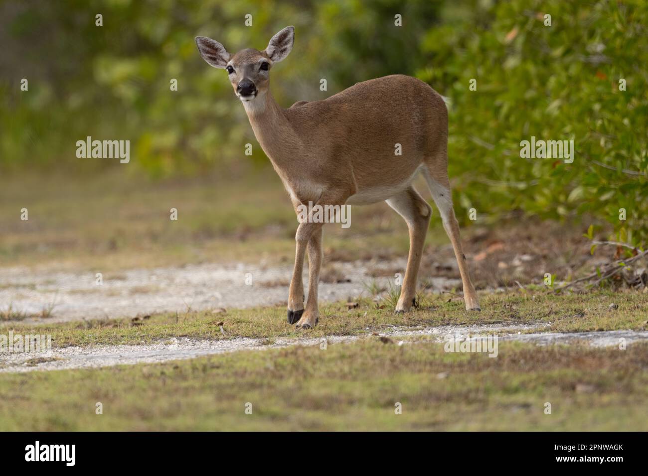 Key Deer, Floride Banque D'Images