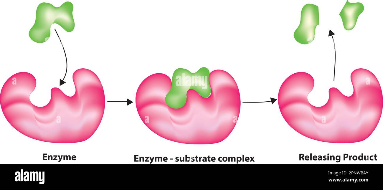 Les enzymes fonctionnent dans le corps humain Illustration de Vecteur