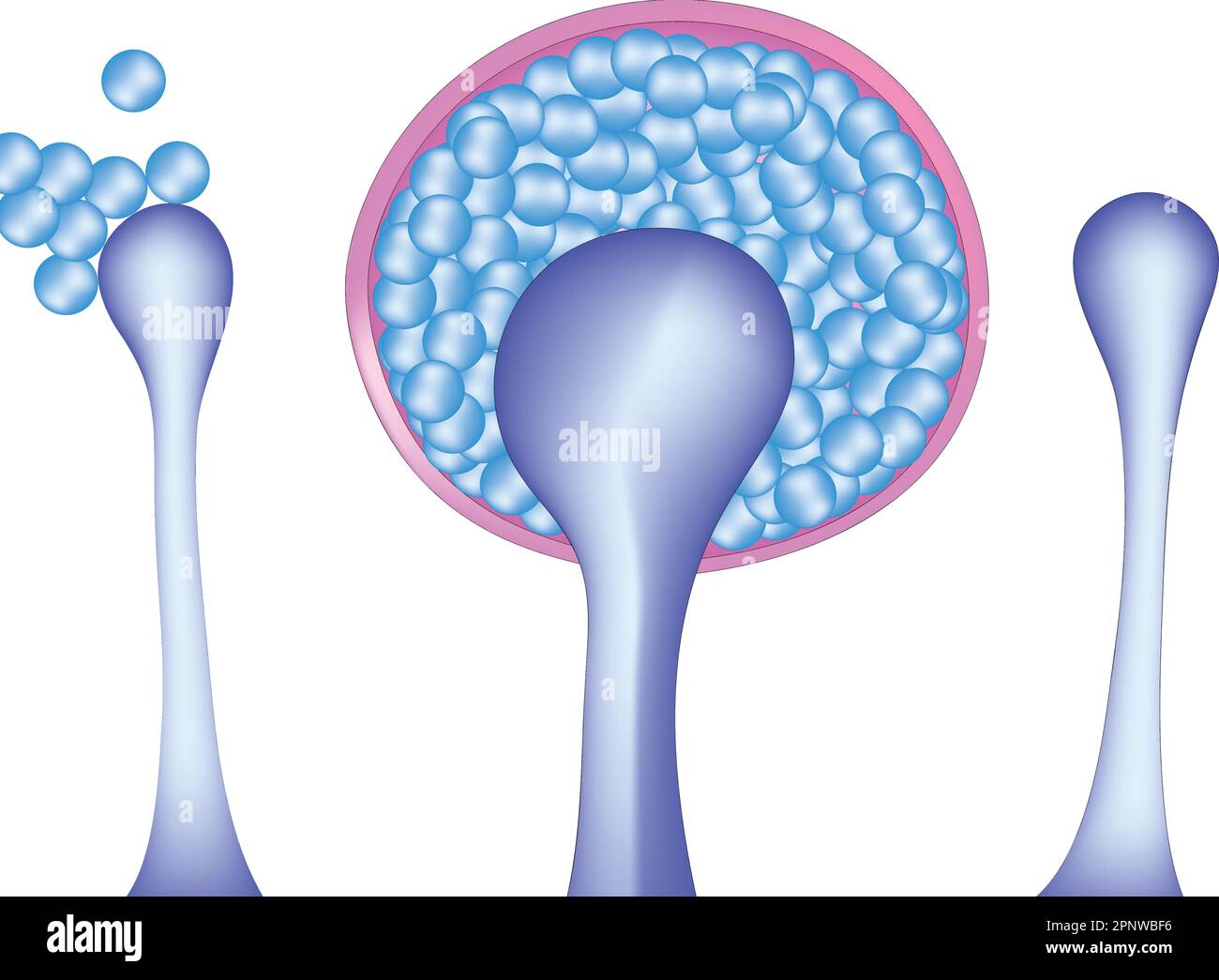 Mucor Illustration de Vecteur