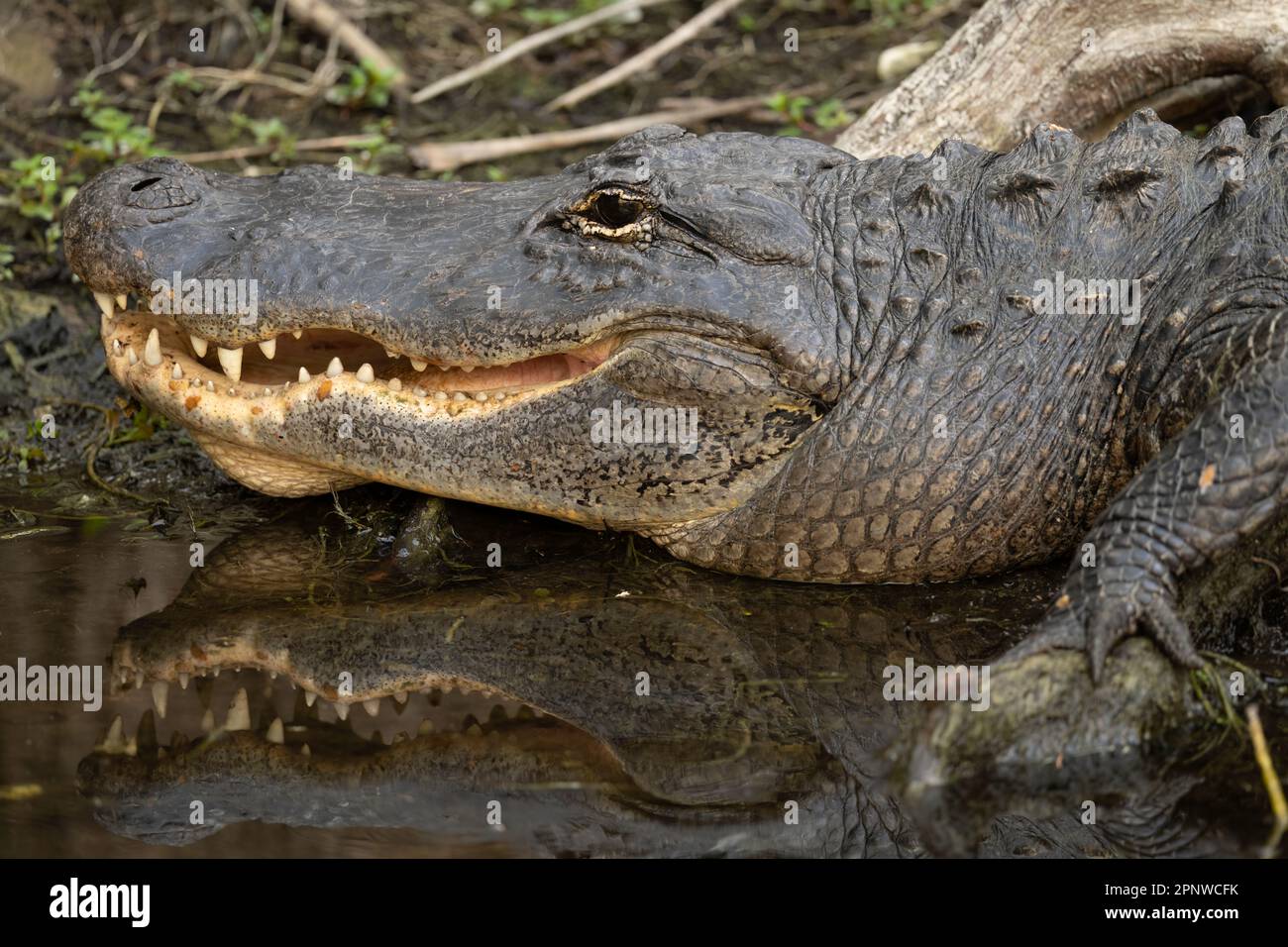 Dans les Everglades Alligator, en Floride Banque D'Images