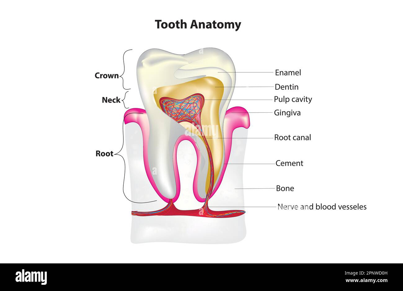 Anatomie de la dent Illustration de Vecteur