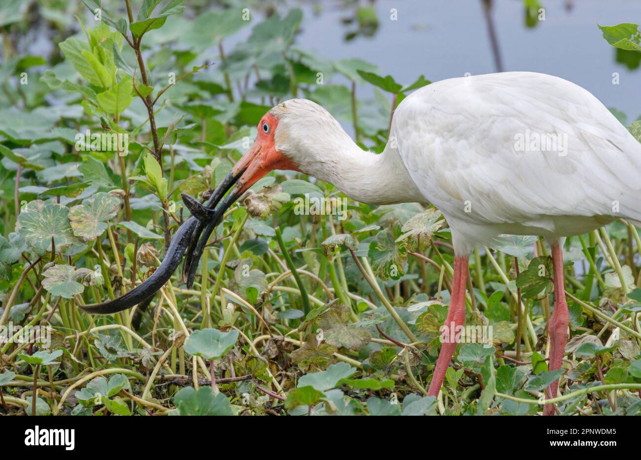 L'ibis blanc américain (Eudocimus albus) a attrapé une sirène moindre (Siren intermedia) dans un marais, le parc national de Brazos Bend, Needville, Texas, États-Unis. Banque D'Images