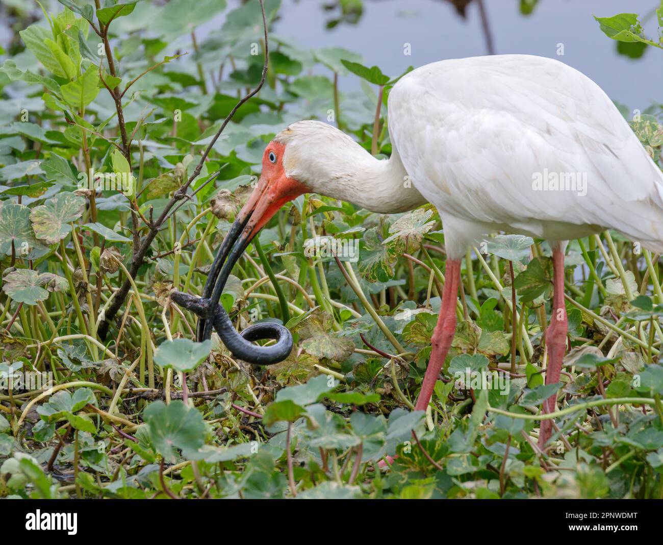 L'ibis blanc américain (Eudocimus albus) a attrapé une sirène moindre (Siren intermedia) dans un marais, le parc national de Brazos Bend, Needville, Texas, États-Unis. Banque D'Images