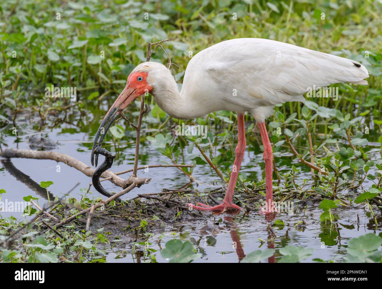L'ibis blanc américain (Eudocimus albus) a attrapé une sirène moindre (Siren intermedia) dans un marais, le parc national de Brazos Bend, Needville, Texas, États-Unis. Banque D'Images
