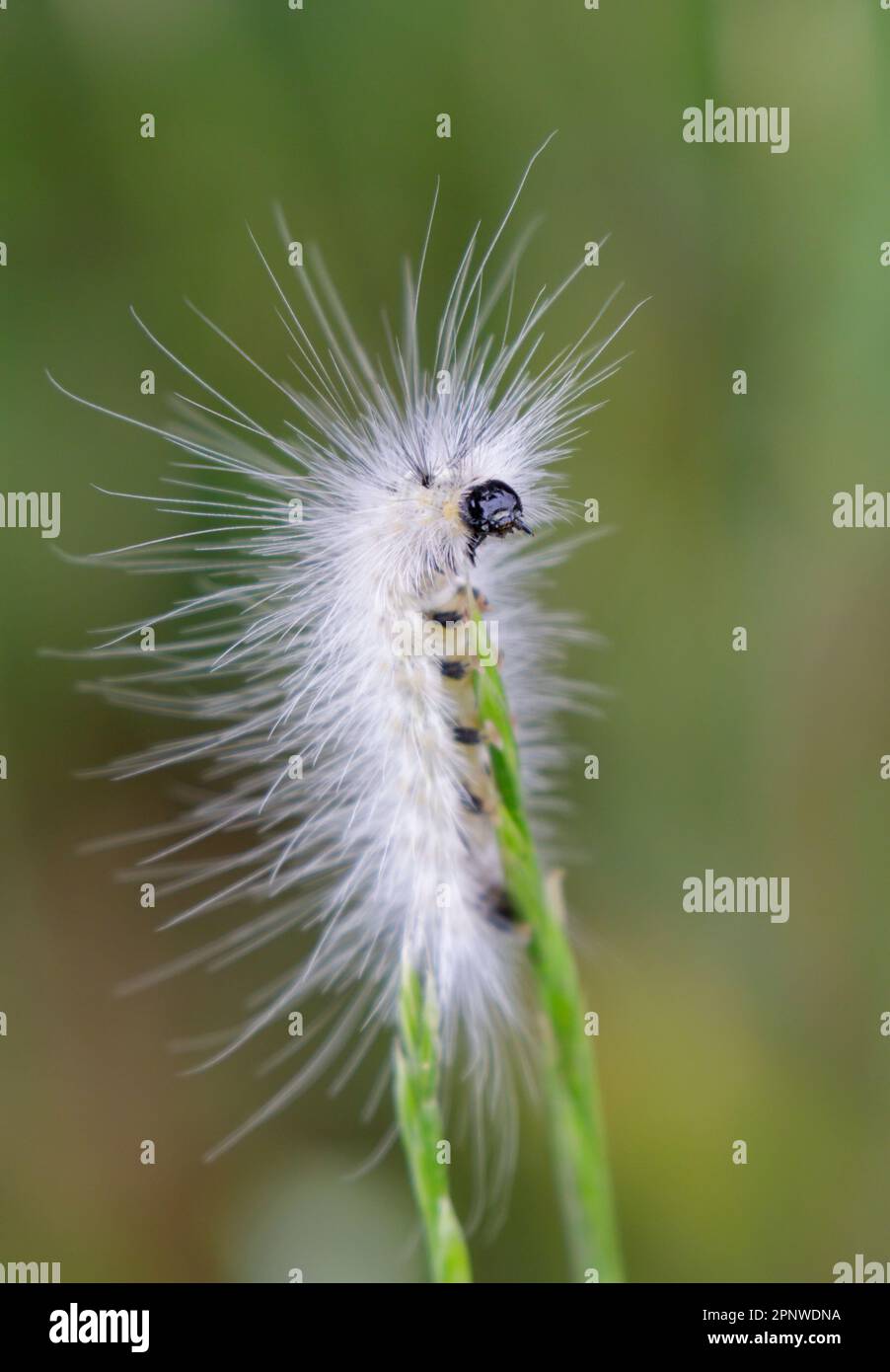 Papillon des tigres de Virginie (Spilosoma virginica) caterpillar sur l'herbe, parc régional de Brazos Bend, Texas, États-Unis. Banque D'Images