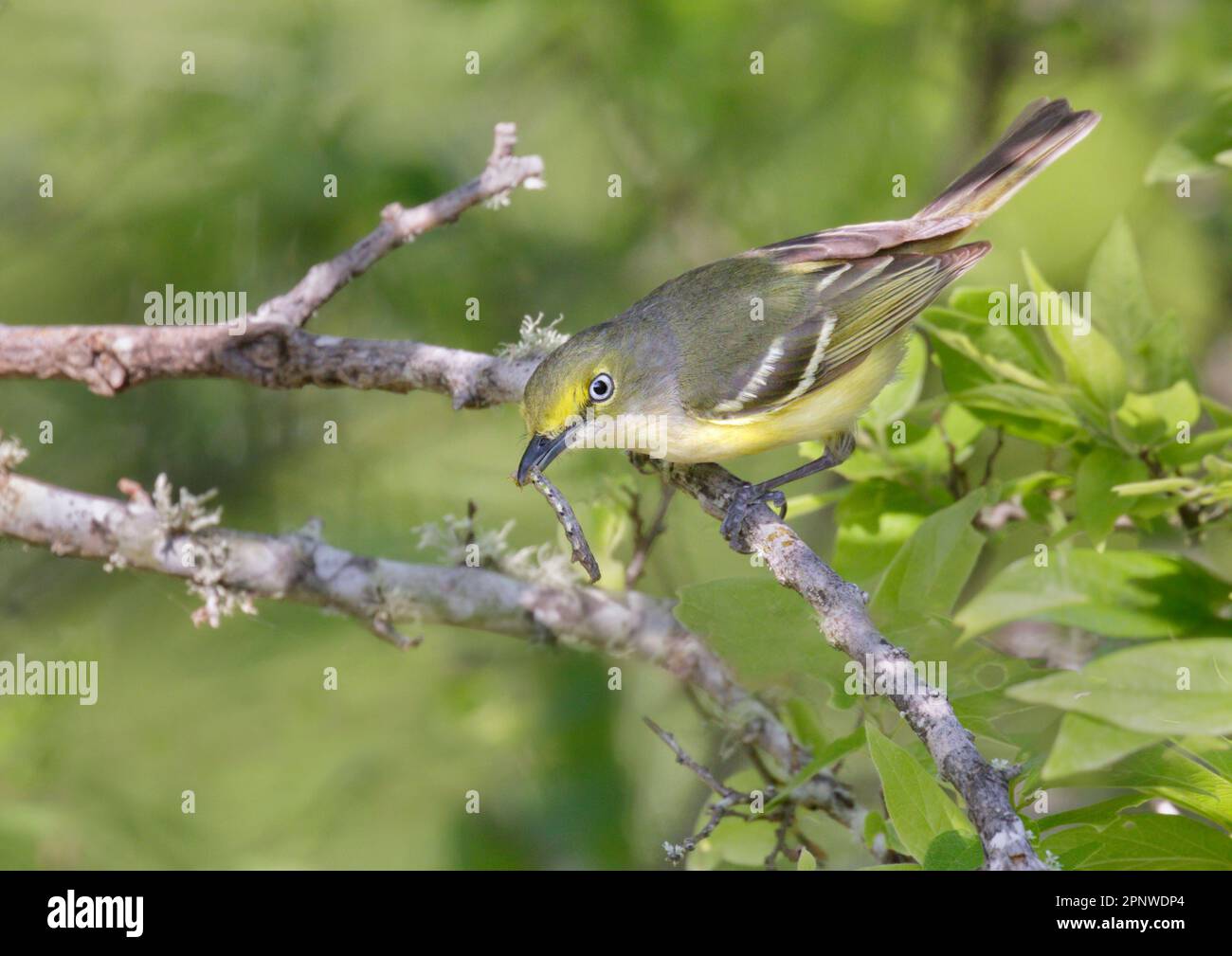 vireo à yeux blancs (Vireo griseus) avec une chenille géometride dans le bec lors de la migration printanière, Galveston, Texas, États-Unis. Banque D'Images