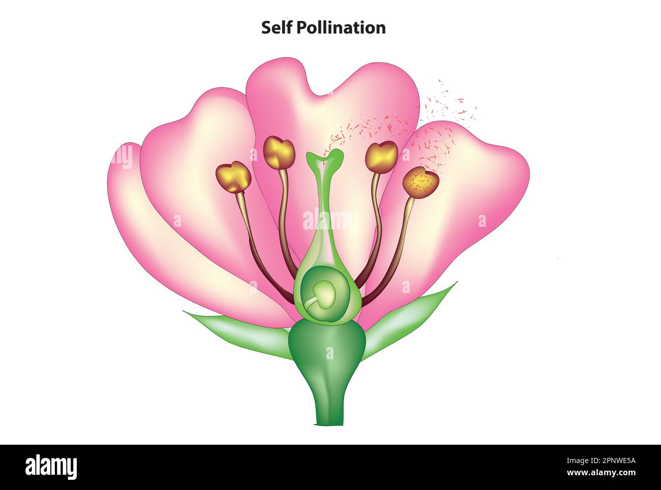 schéma d'auto-pollinisation Illustration de Vecteur