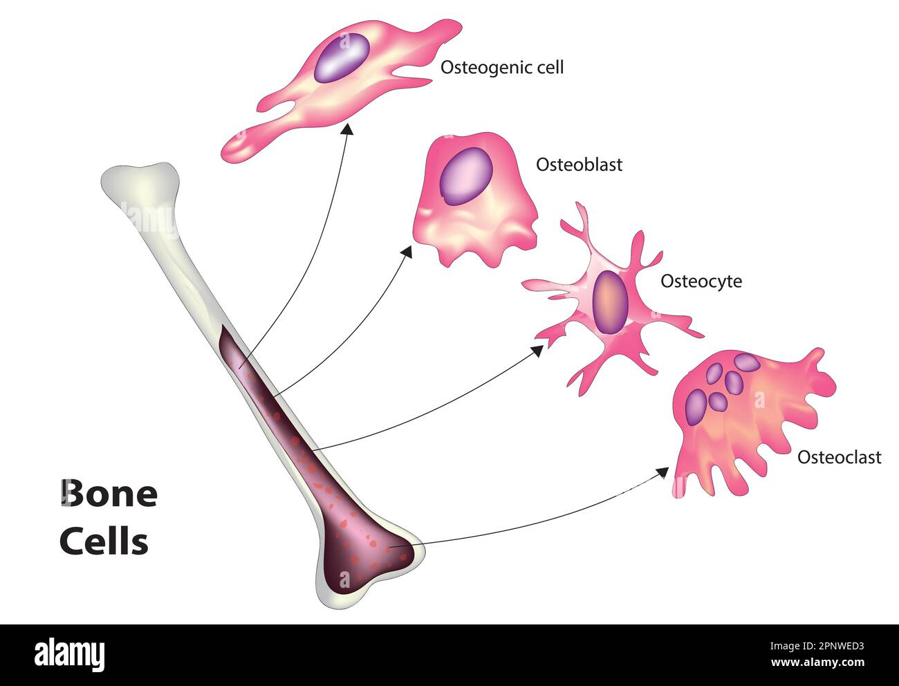 cellules osseuses Illustration de Vecteur