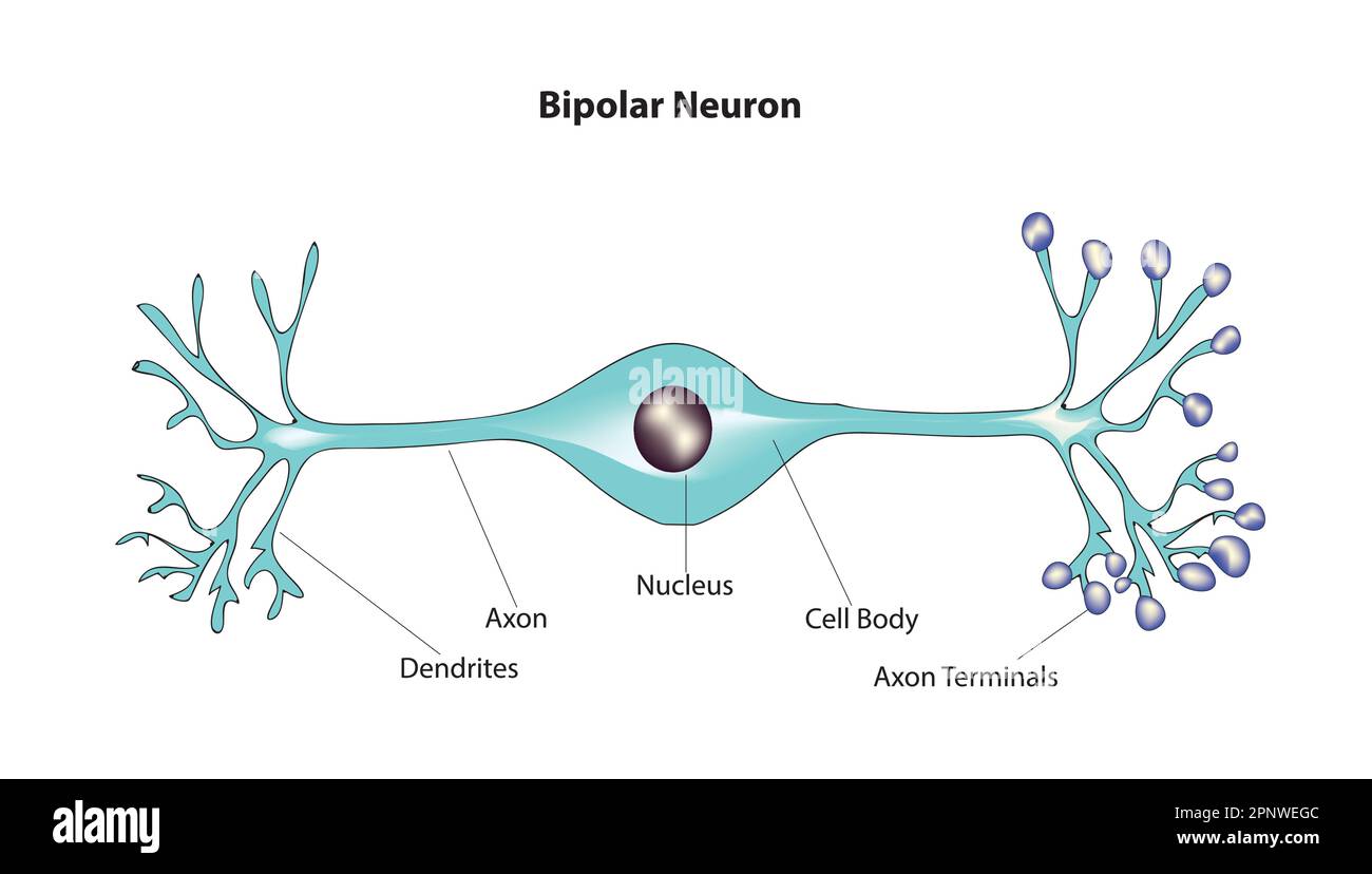 neurone bipolaire Illustration de Vecteur