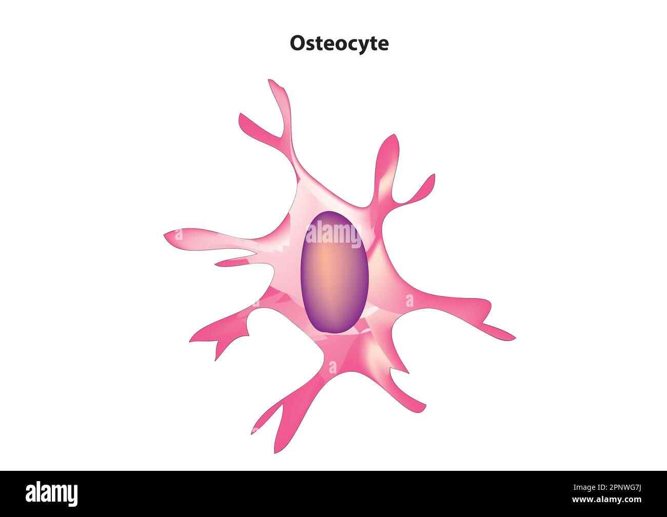 ostéocyte Illustration de Vecteur