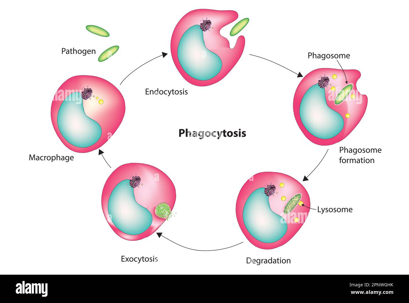 phagocytose Illustration de Vecteur