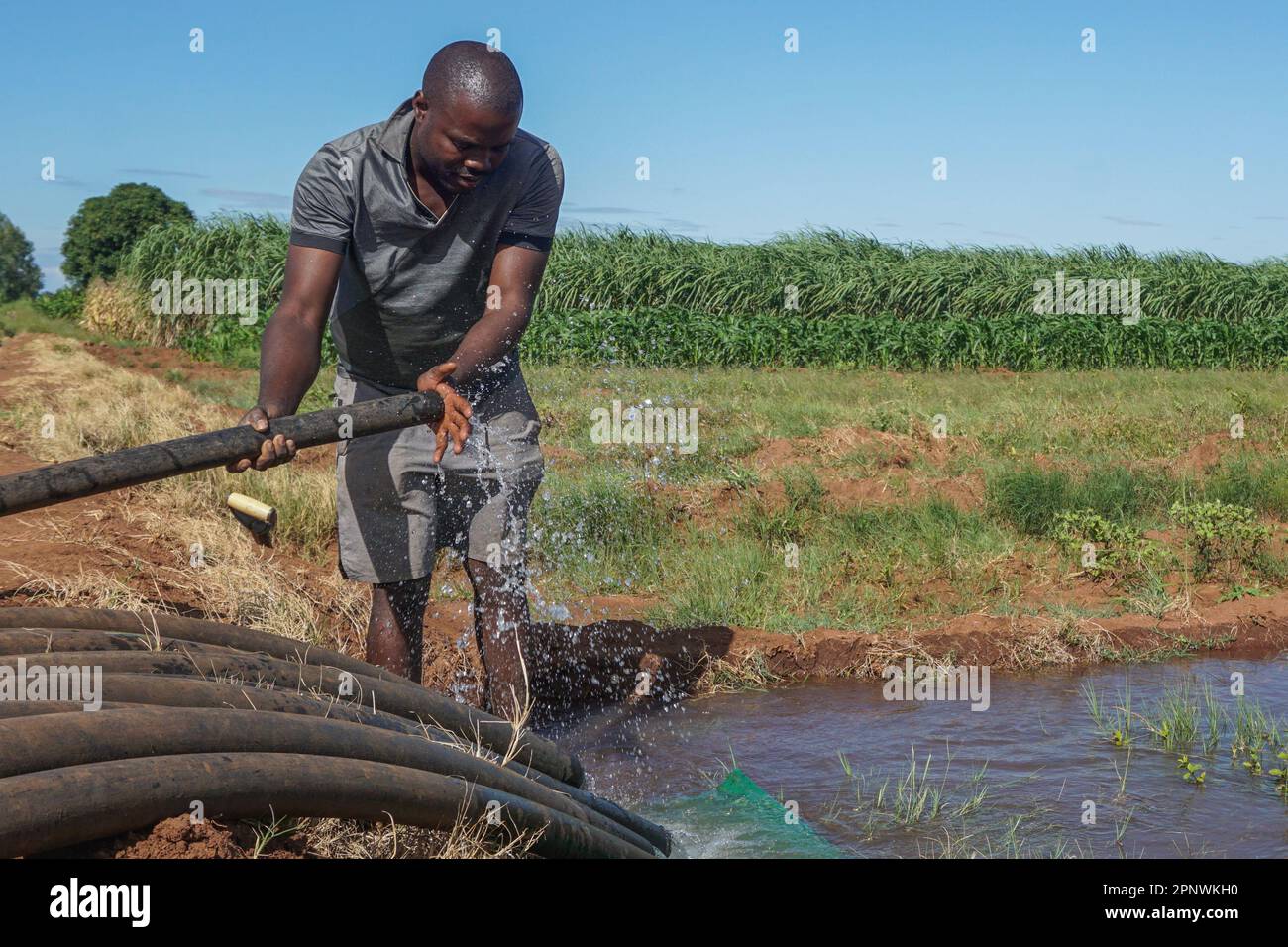 Emmanuel Chabarwa siphonne l'eau d'un canal d'irrigation pour arroser son champ de maïs à Buhera, Manicaland, Zimbabwe sur 15 février 2022. Selon M. Chabarwa, l'irrigation des cultures avec de l'eau de rivière lui a aidé, lui et d'autres membres de la communauté, à cultiver toute l'année. (Evidence Chenjerai/Global Press Journal) Banque D'Images