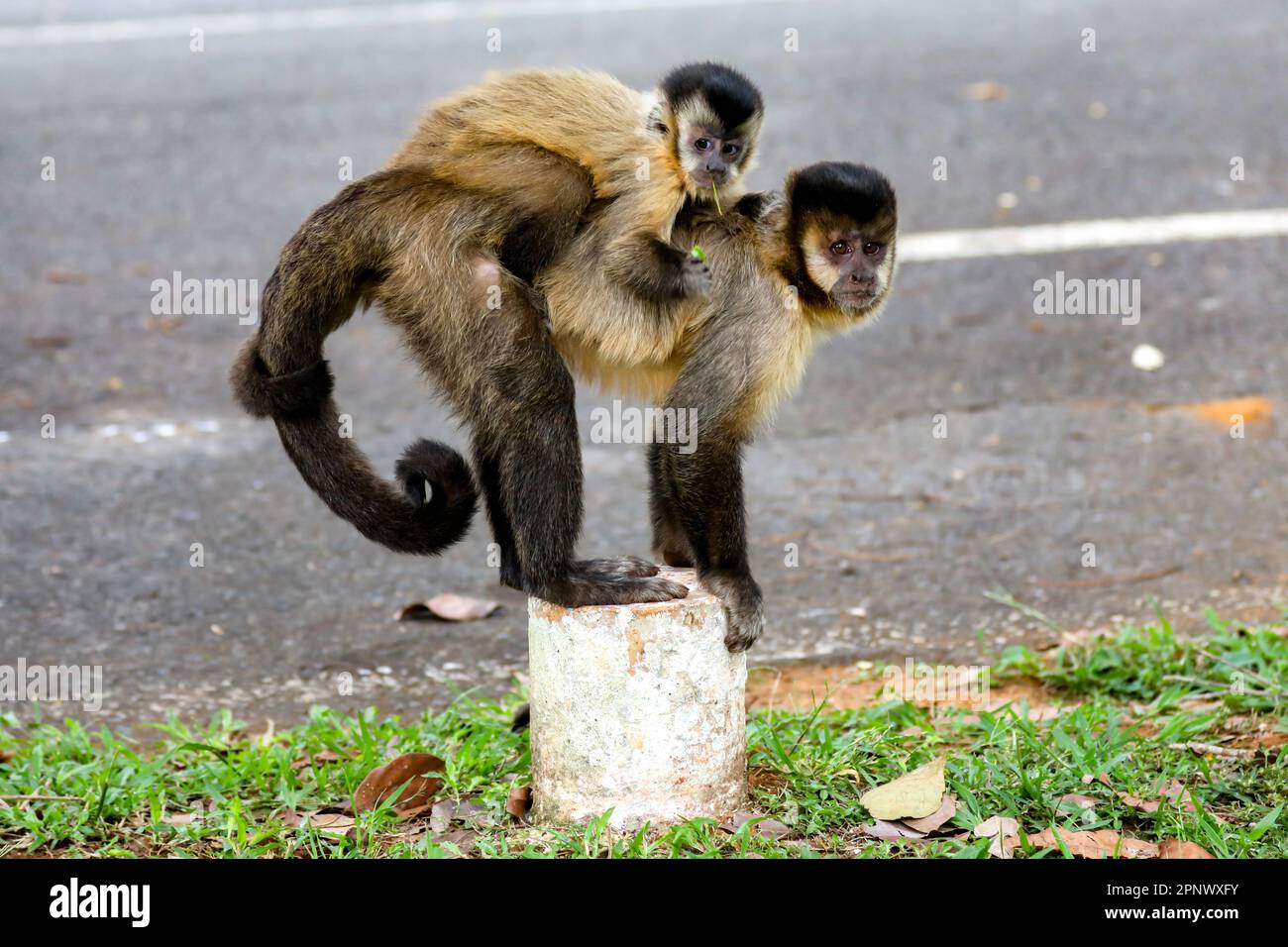 Singe Capuchin (sapajus), singe brésilien typique Banque D'Images