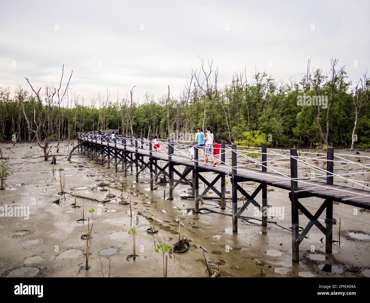 Promenade en famille sur le pont en bois à travers la forêt de mangroves Banque D'Images