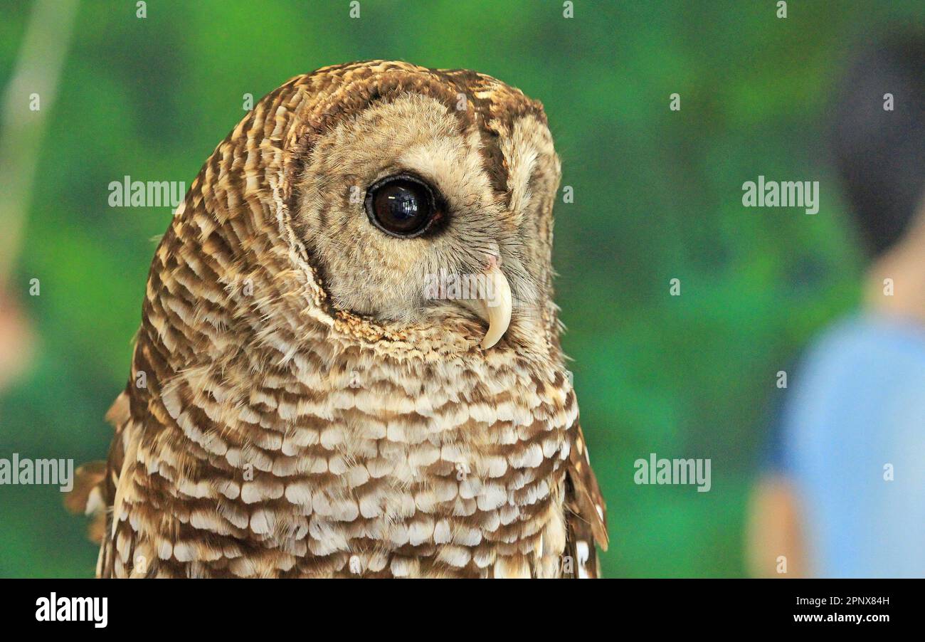 Portrait de hibou barré - Tennessee Banque D'Images