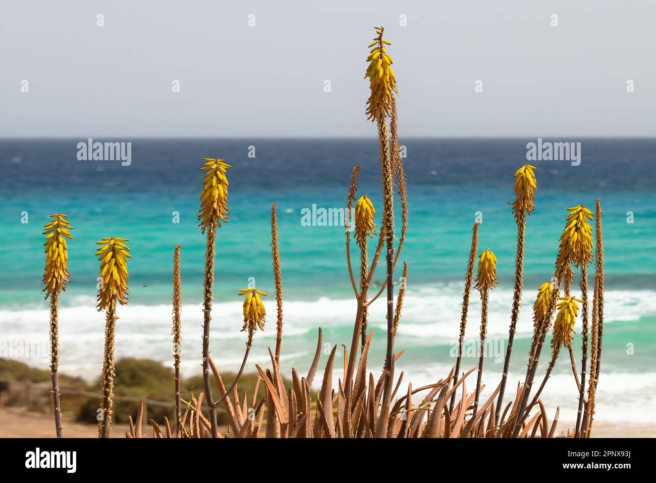 Aloe vera. Plante d'aloès à fleurs jaunes avec la plage et l'eau turquoise de l'océan Atlantique en arrière-plan. Fuerteventura, Espagne. Banque D'Images