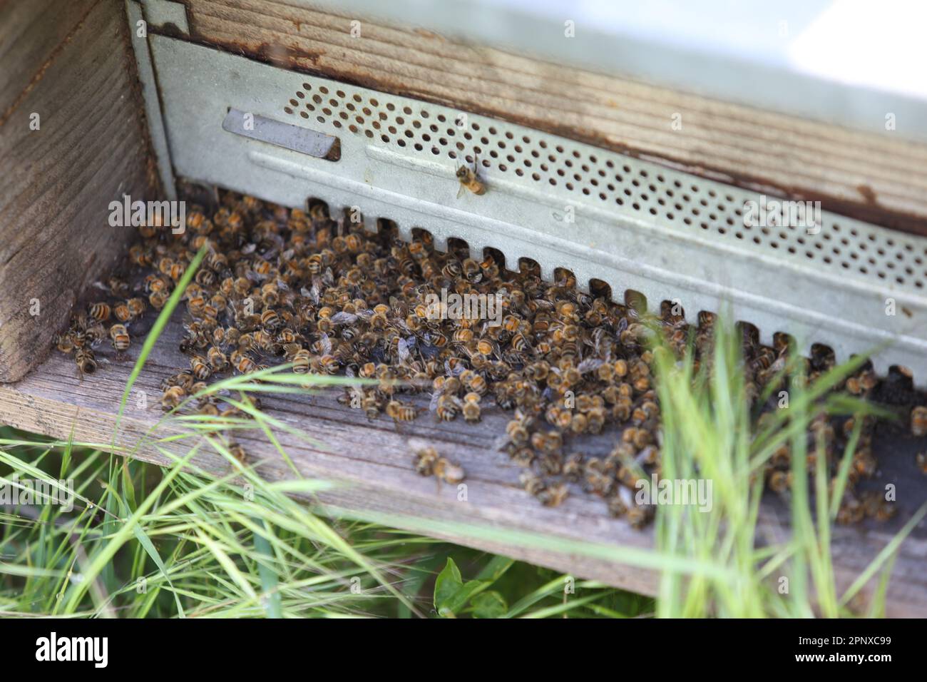apiculture et pollution, mort des abeilles Banque D'Images