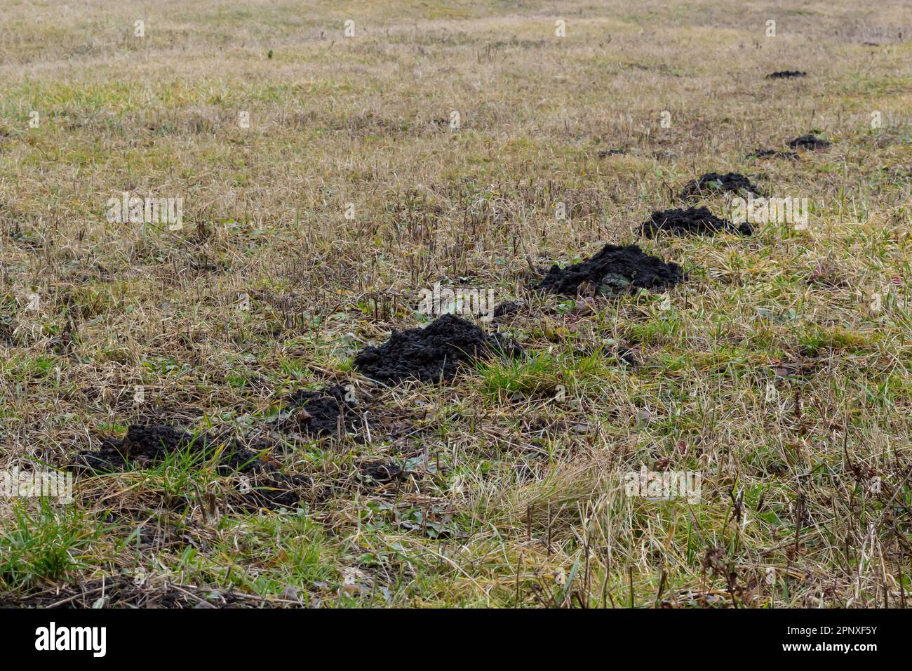 Molehills. Monticules de taupe. Collines moles. Un pré endommagé par un groupe de taupes, causant des dommages dans le jardin par des animaux qui creusent des terriers dans le sol et d Banque D'Images