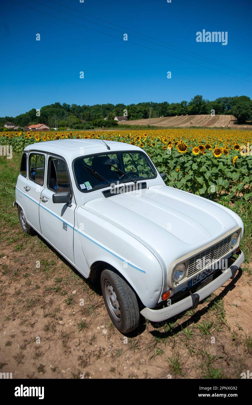 Renault 4L 'Cartes Jeune' dans le champ de tournesol près de Salviac, département de Lot, France Banque D'Images