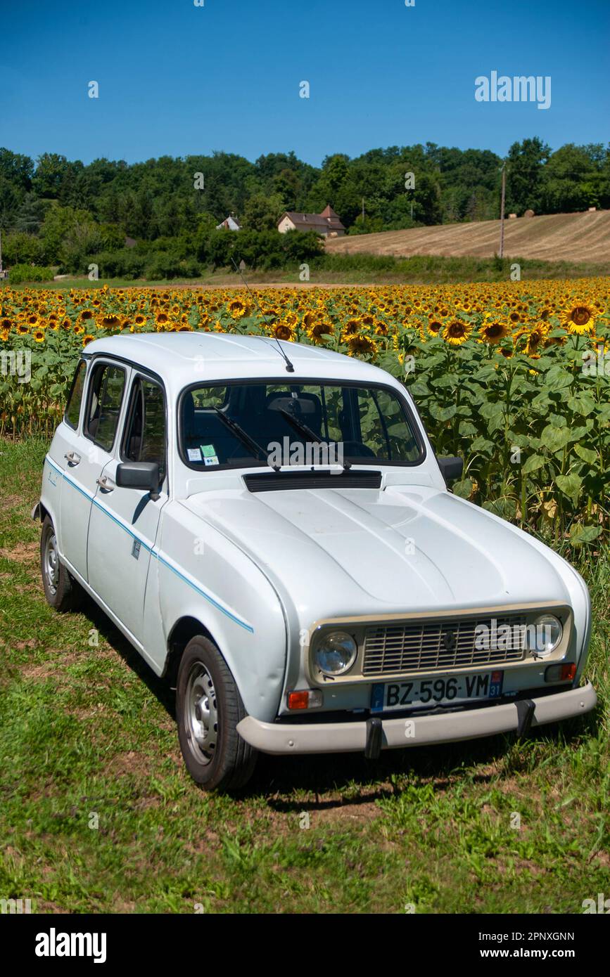Renault 4L 'Cartes Jeune' dans le champ de tournesol près de Salviac, département de Lot, France Banque D'Images