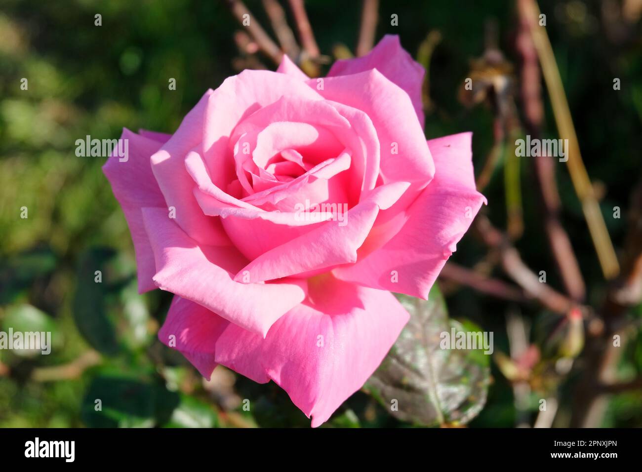 Gros plan de grande rose rose, variété inconnue Banque D'Images