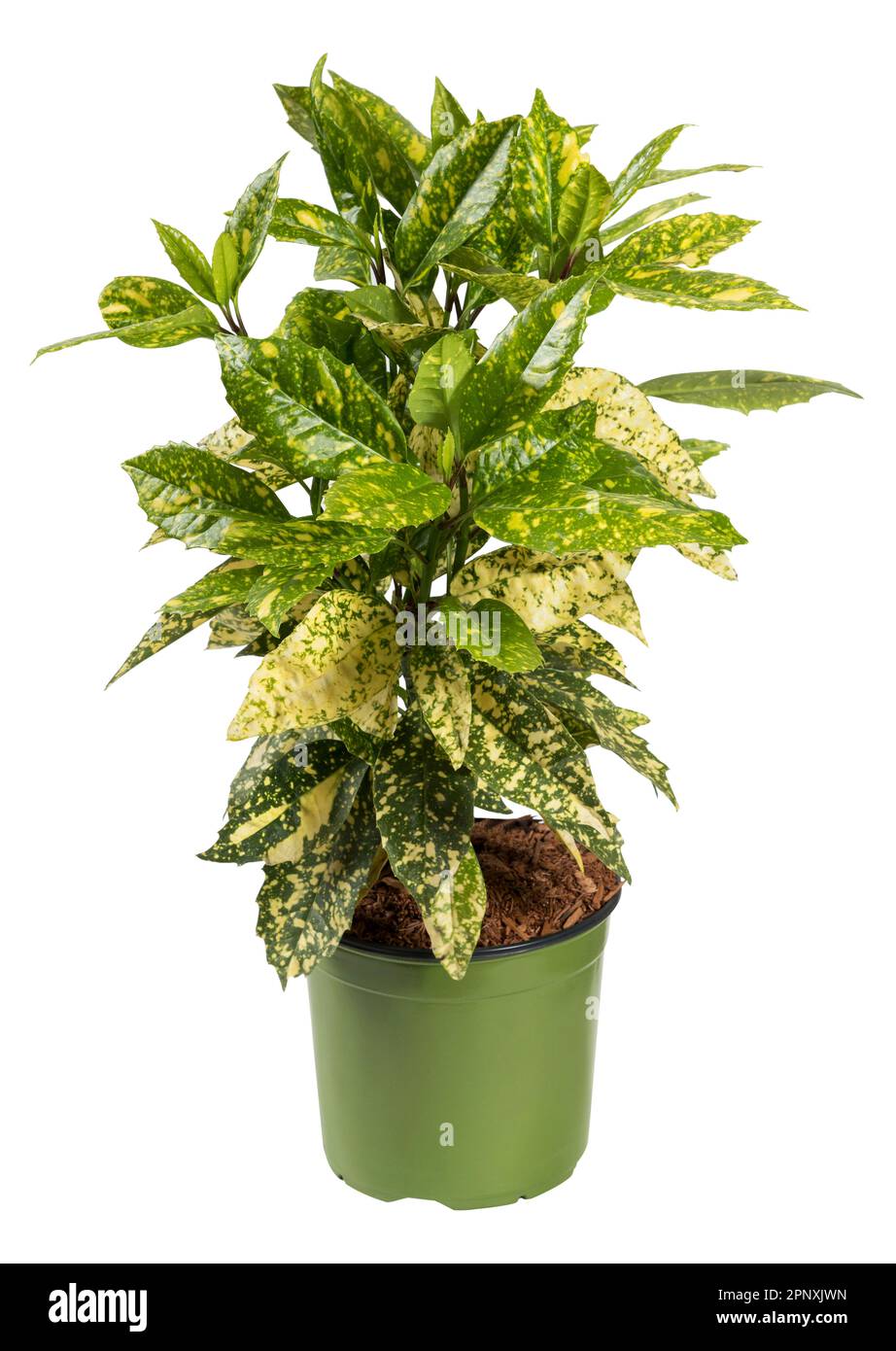 Plante de poussière d'or vert frais avec des feuilles tachetées poussant dans un pot isolé sur fond blanc Banque D'Images