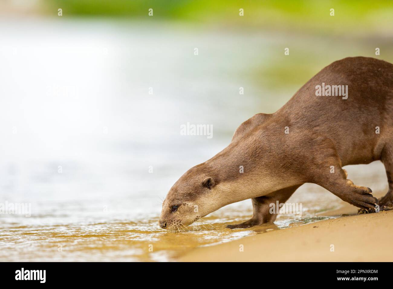 Une loutre enrobée douce retourne aux moustaches de mer d'abord après s'être posé sur la plage avec son partenaire, Singapour Banque D'Images