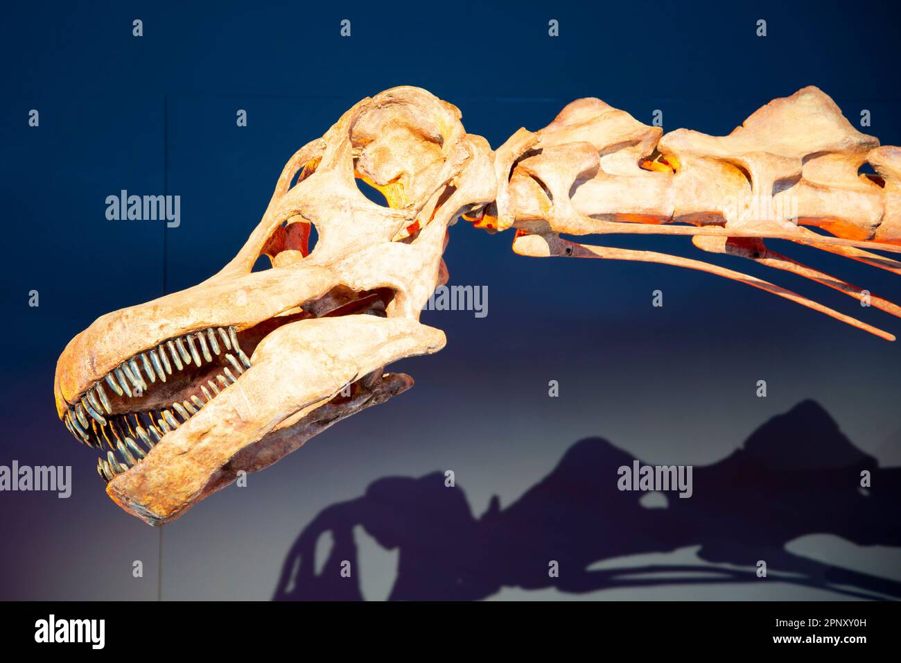 Patagotitan Dinosaur Skeleton sur l'exposition Banque D'Images