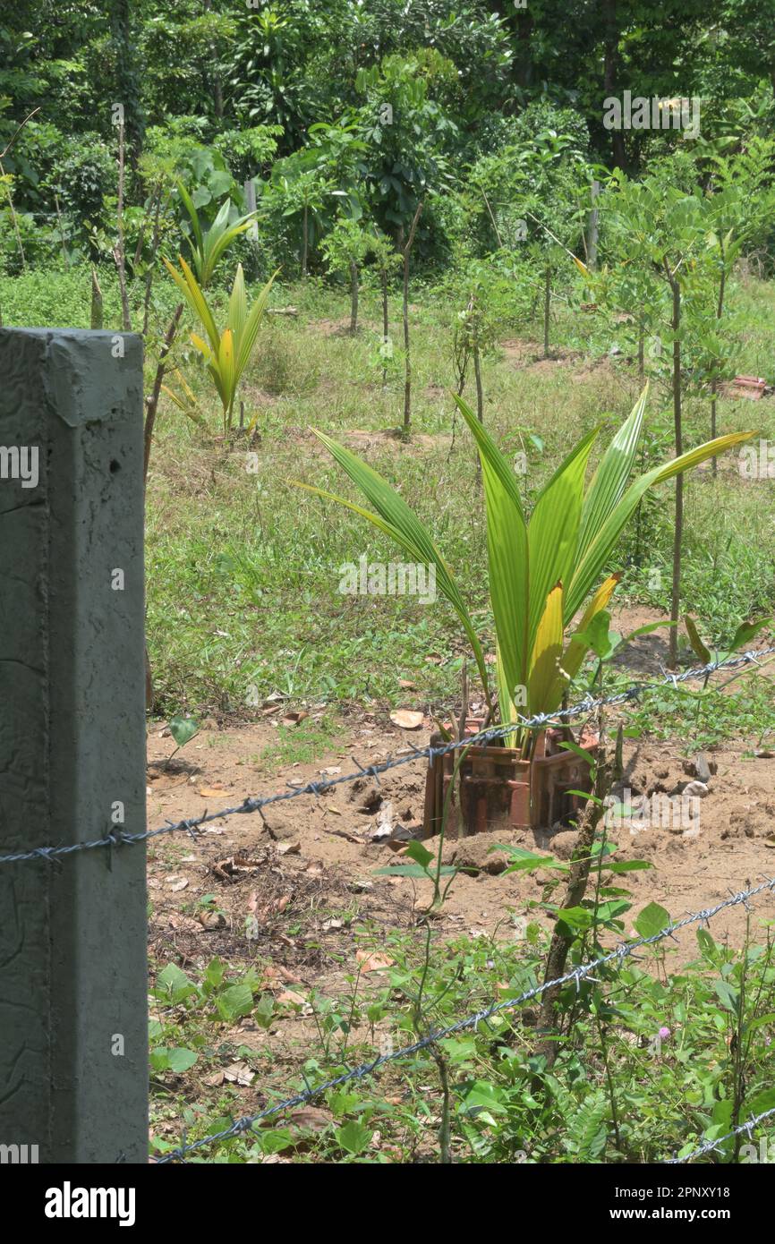 Plantes de noix de coco nouvellement plantées avec la couverture