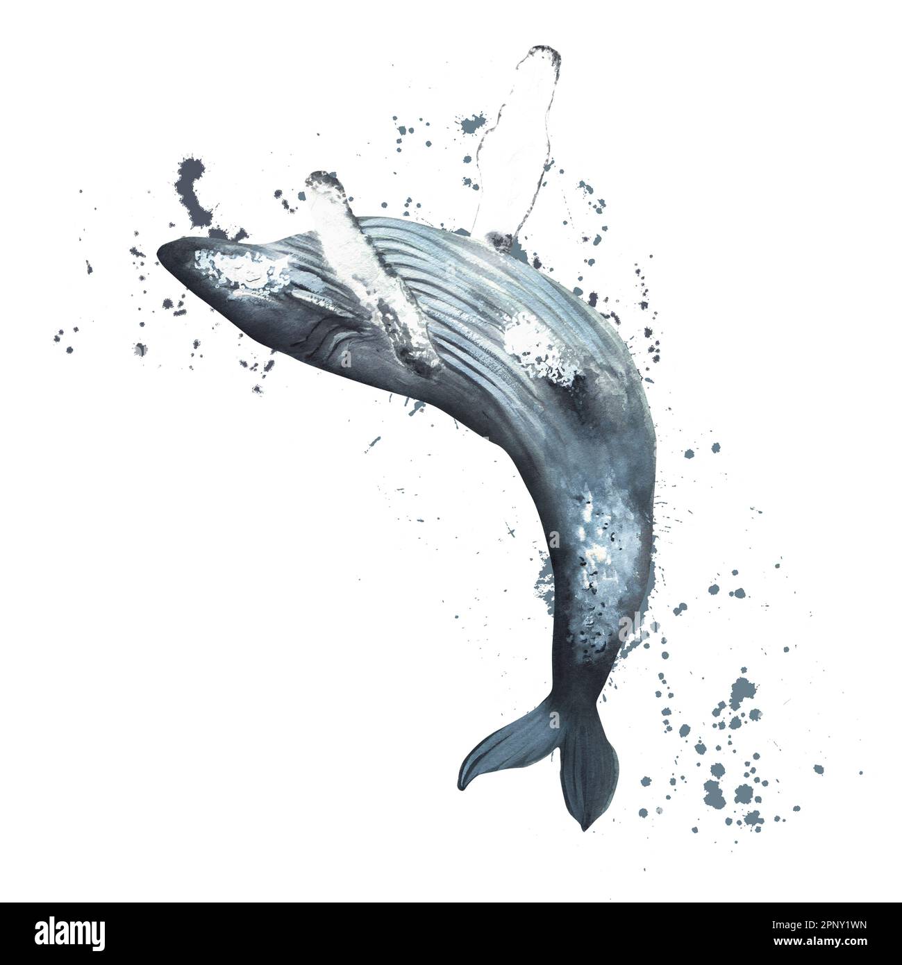 Baleine à bosse d'aquarelle dessinée à la main. Une partie de la grande série D'illustrations ISLANDAISES Banque D'Images