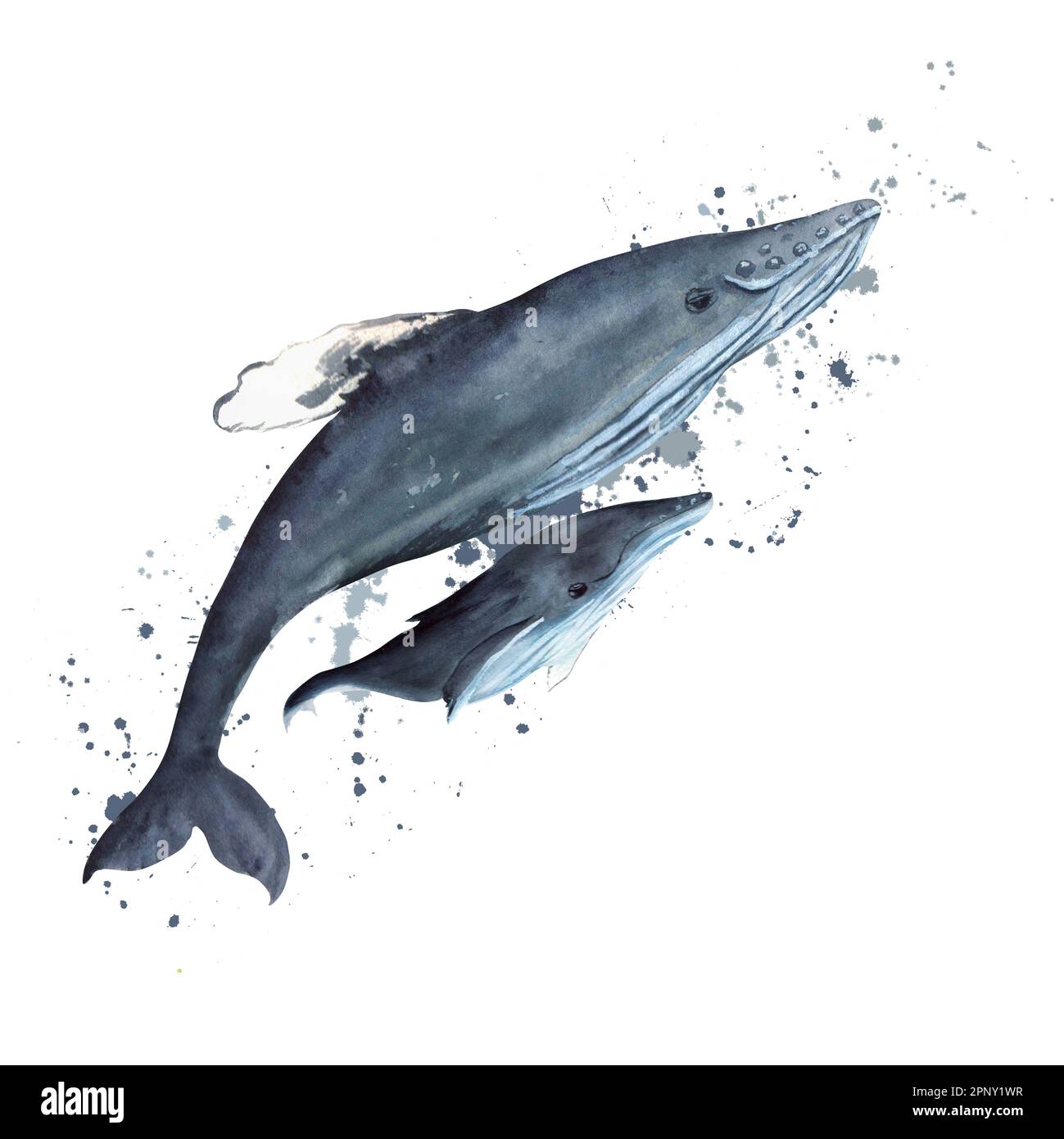 Baleines à bosse d'aquarelle dessinées à la main. Une partie de la grande série D'illustrations ISLANDAISES Banque D'Images