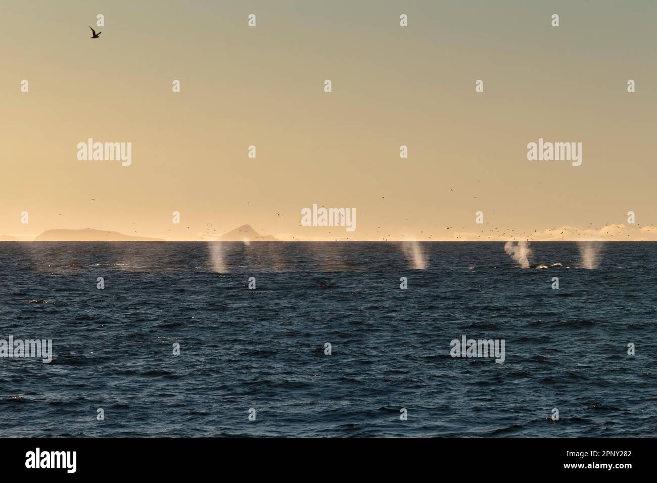 Groupe de rorquals à nageoires (Balaenoptera physalus) nageant en ligne, faisant surface dans l'océan Atlantique près de la côte de Svalbard, dans l'Arctique, en Norvège Banque D'Images
