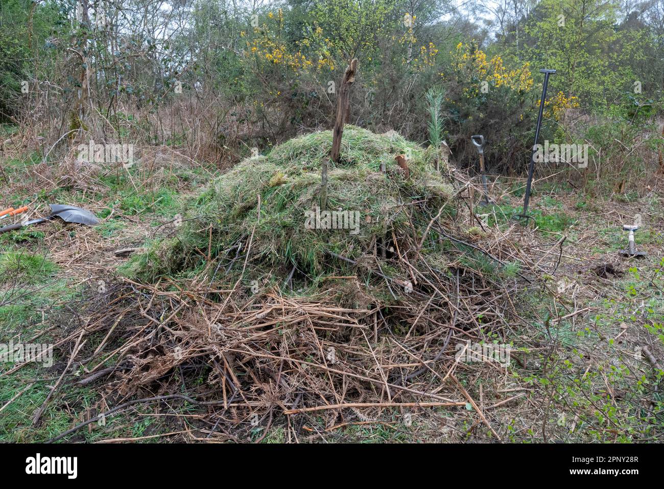 Pile de serpents d'herbe pour les serpents de Natrix helvetica pondent des œufs, Angleterre, Royaume-Uni, fait de branches coupées, herbe et fumier Banque D'Images