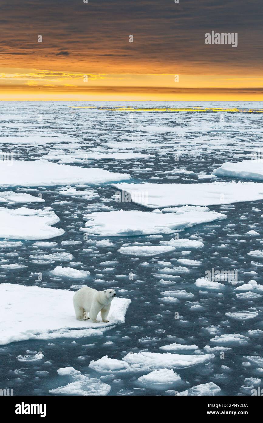 Ours polaire marche curieux sur un iceberg enneigé et blanc dérivant dans l'océan Arctique.Arctic, Svalbard, Spitsbergen, Norvège Banque D'Images