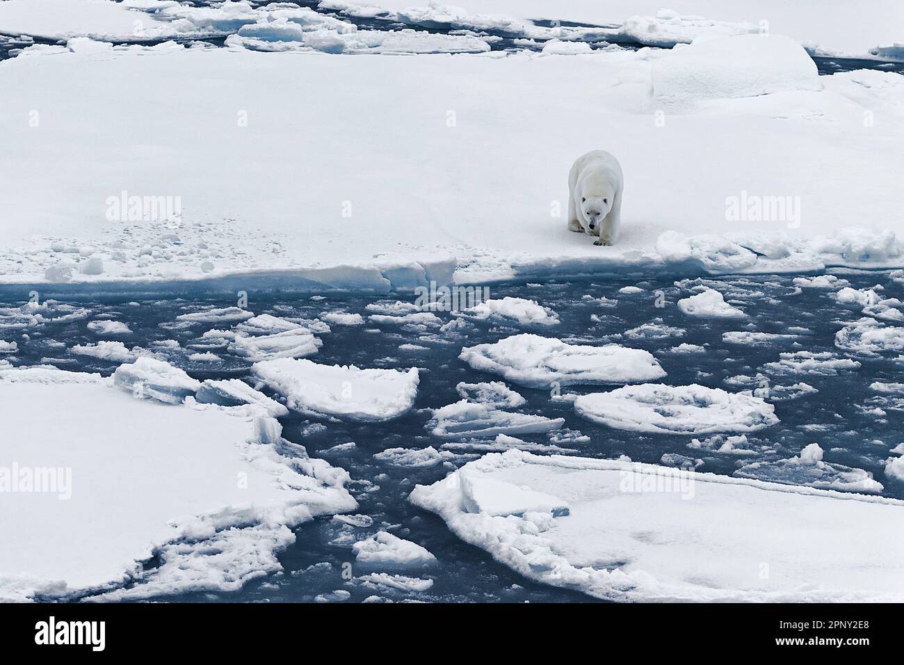 Ours polaire marche curieux sur un iceberg enneigé et blanc dérivant dans l'océan Arctique.Arctic, Svalbard, Spitsbergen, Norvège Banque D'Images Ours polaire marche curieux sur un iceberg enneigé et blanc dérivant dans l'océan Arctique.Arctic, Svalbard, Spitsbergen, Norvège Banque D'Images