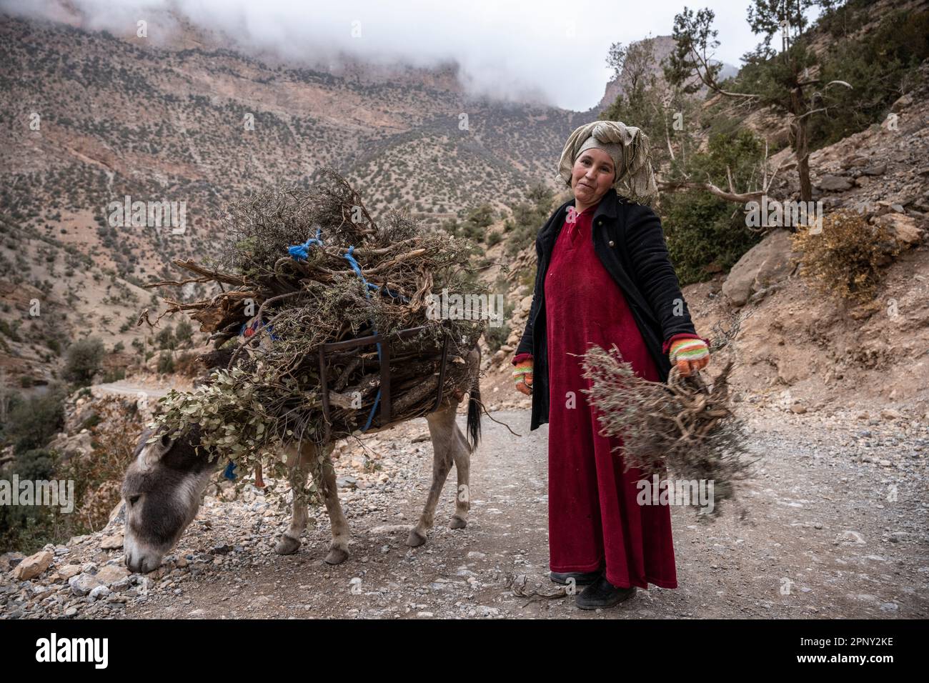 Femme dans un cadre rural de montagne, chargeant un âne avec un pinceau et du bois de chauffage pour servir de combustible à la maison. Banque D'Images