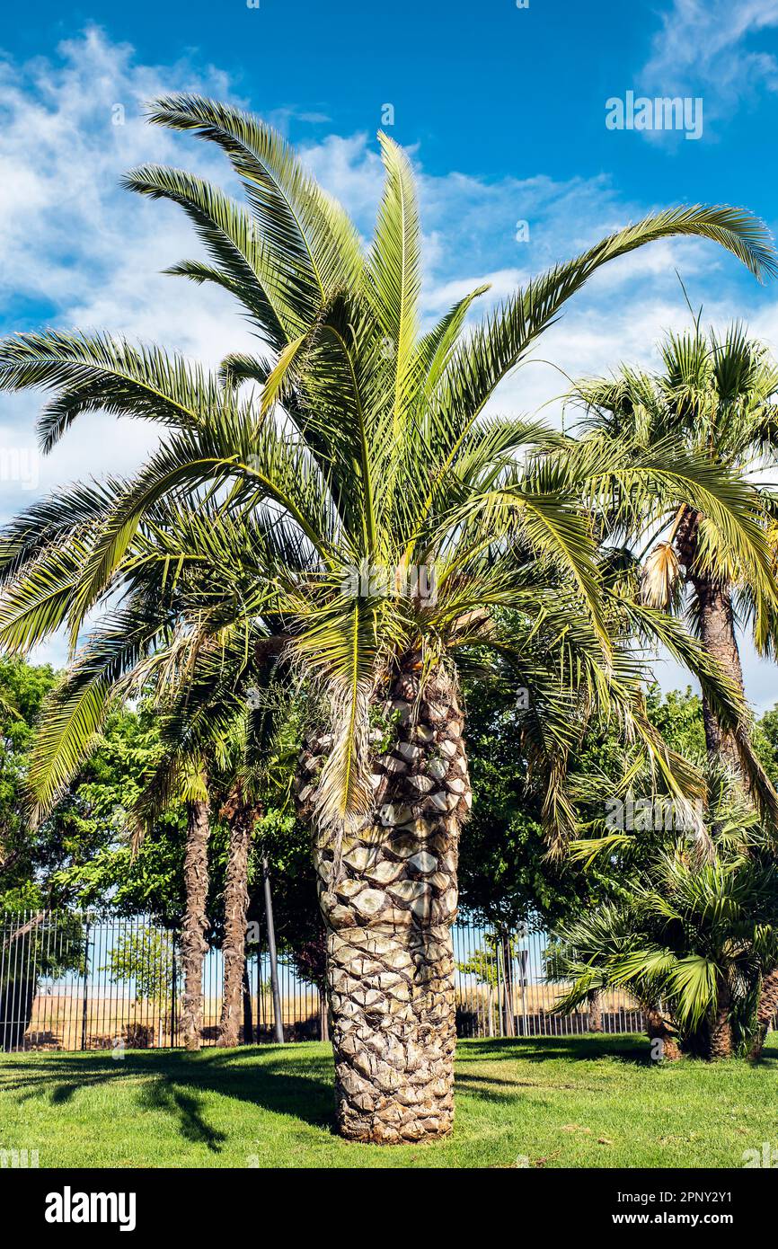 palmier vert majestueux sur l'herbe dans un parc Banque D'Images