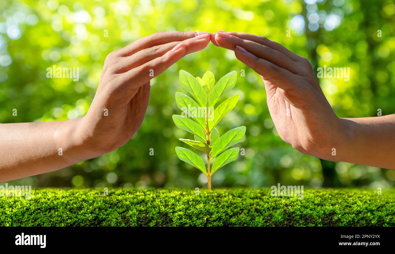 L'environnement le jour de la Terre dans les mains d'arbres de semis. Bokeh fond vert femme hand holding arbre sur la nature champ herbe Forêt conservati Banque D'Images